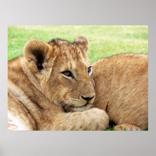 Póster Poster de Baby Tiger (Frente)