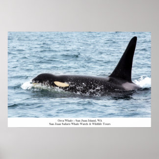 Póster Poster de ballena asesina orca Isla San Juan Grand