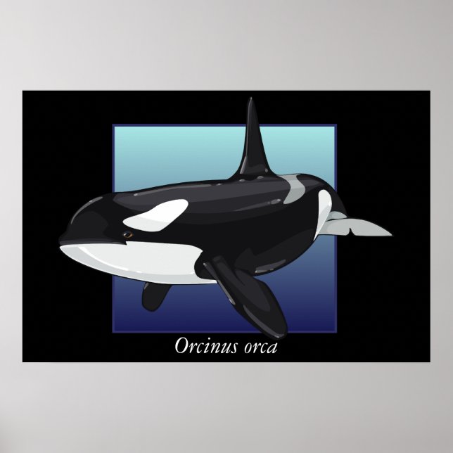 Póster Poster de ballenas asesina (Frente)