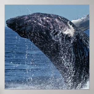 Póster Poster de ballenas con humpback