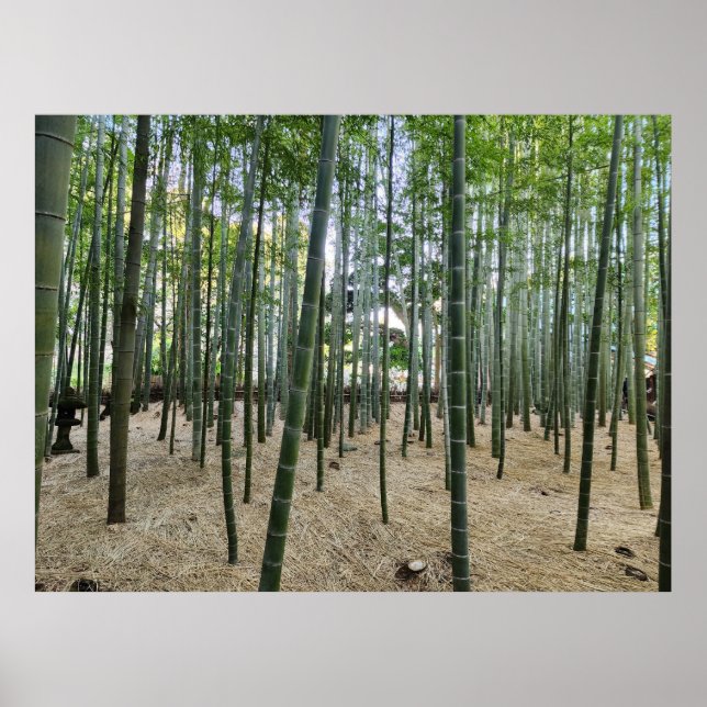 Póster Poster de Bambú (Frente)
