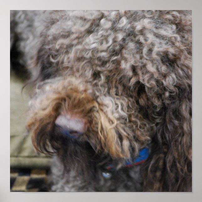 Póster Poster de Barbet (Frente)