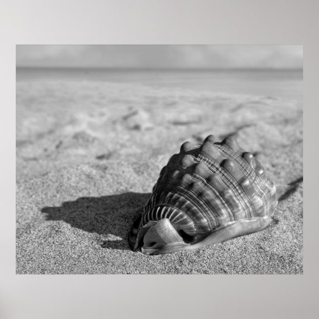 Póster Poster de Beach Shell (Frente)