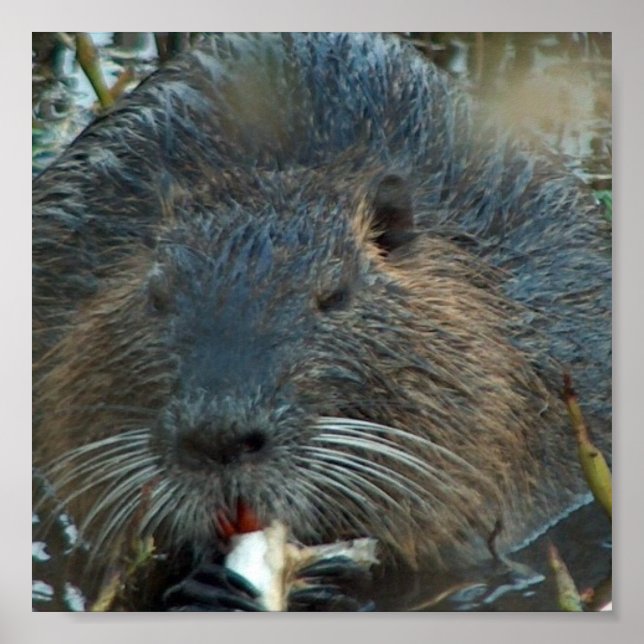 Póster Poster de Beaver Habitat (Frente)