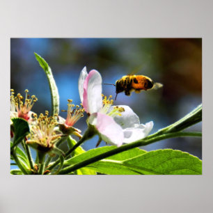 Póster Poster de Bebé de Abeja y Apple
