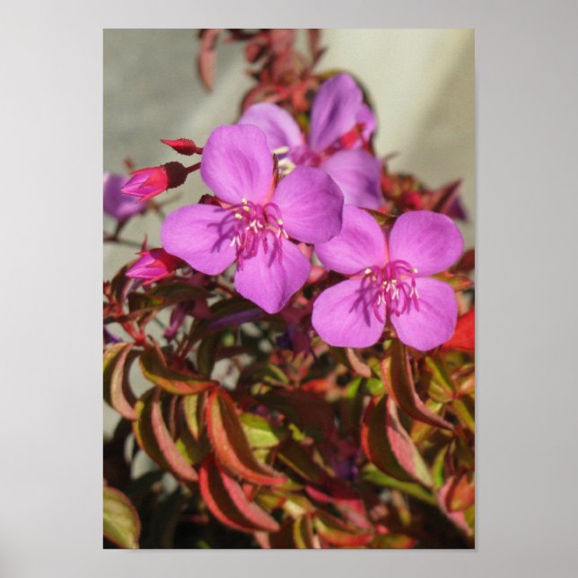 Póster Poster de Begonias (Frente)