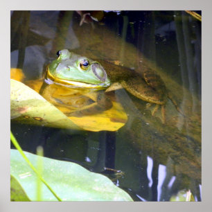 Póster Poster de Belleza de Baño de Rana Bullfrog