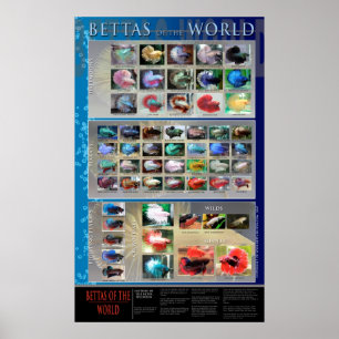 Póster Poster de Betta