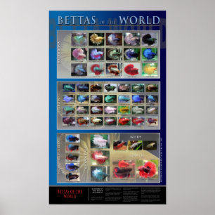 Póster Poster de Betta