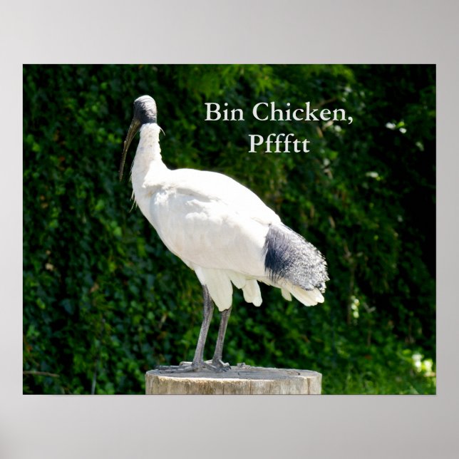 Póster Poster de Bin Chicken Pfftt (Ibis) (Frente)