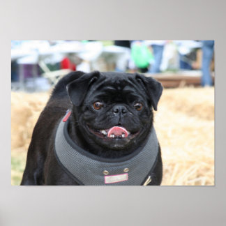 Póster Poster de Black Pug