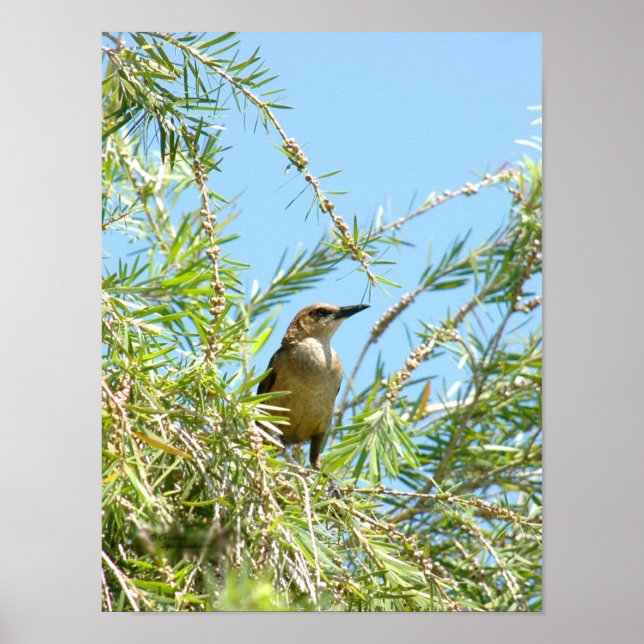 Póster Poster de Blackbird Grackle (Frente)