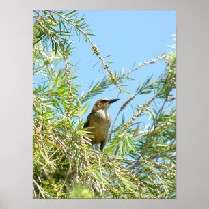 Póster Poster de Blackbird Grackle