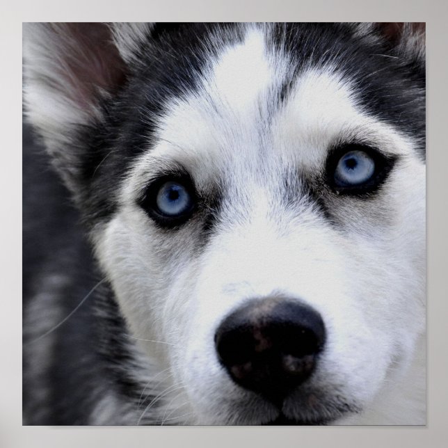 Póster Poster de Blue Eyed Husky (Frente)