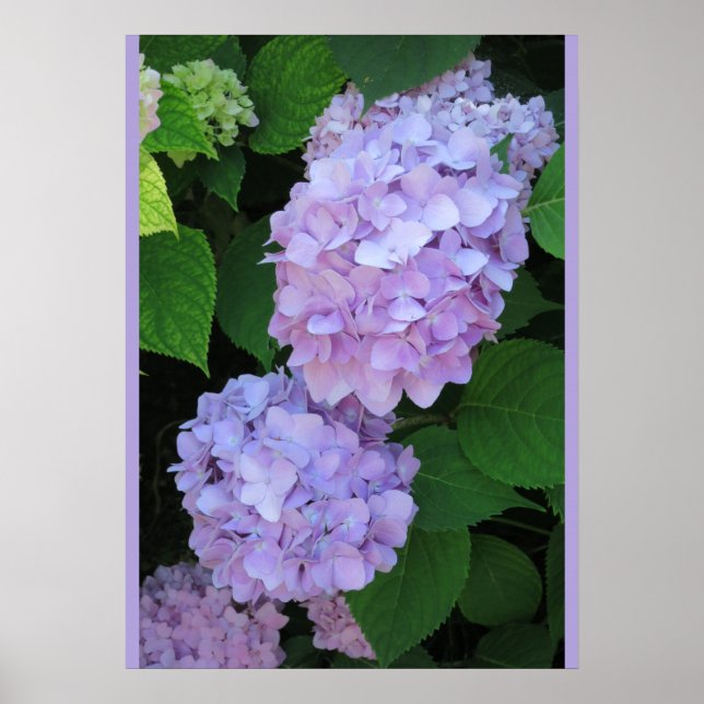 Póster Poster de Blue Hydrangeas (Foto) (Frente)