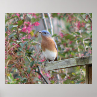 Póster Poster de Bluebird