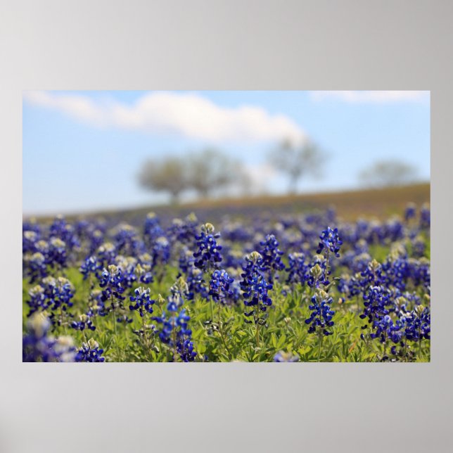 Póster Poster de Bluebonnets (Frente)