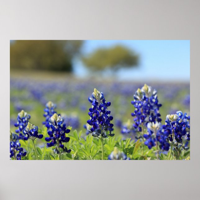 Póster Poster de Bluebonnets de Texas (Frente)