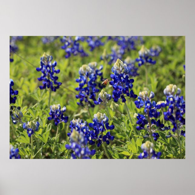 Póster Poster de Bluebonnets de Texas (Frente)