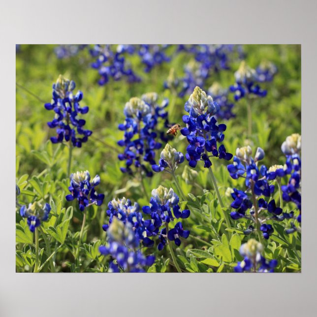 Póster Poster de Bluebonnets de Texas (Frente)