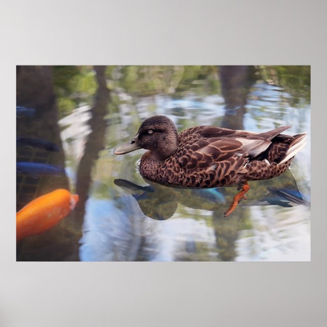 Póster Poster de bonos de pato y peces (Frente)
