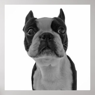 Póster Poster de Boston Terrier