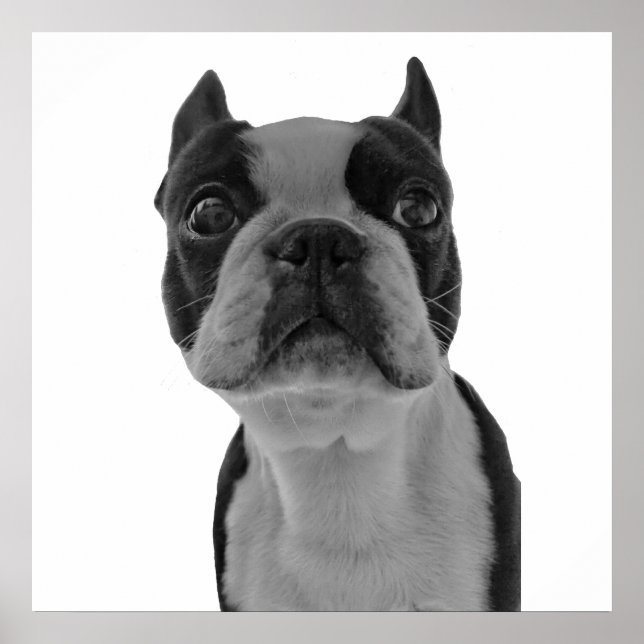 Póster Poster de Boston Terrier (Frente)