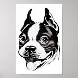 Póster Poster de Boston Terrier