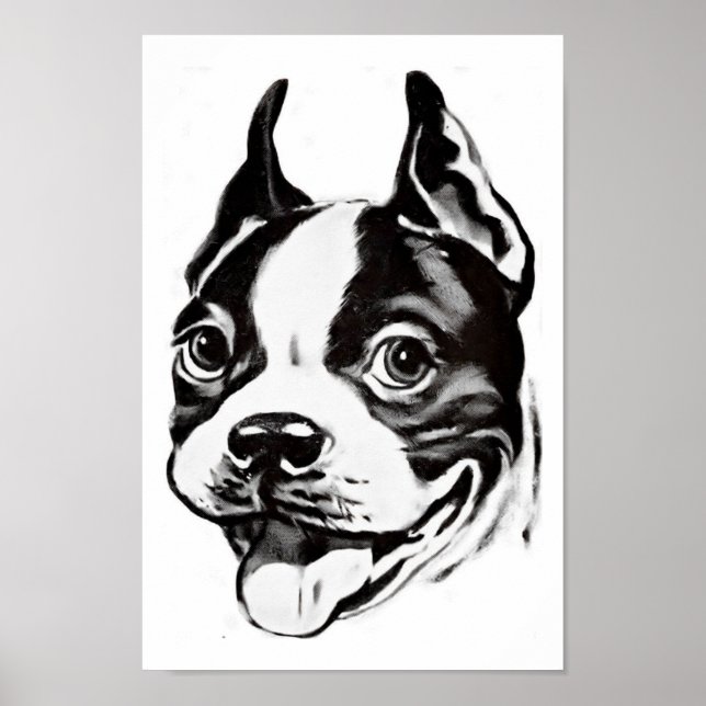 Póster Poster de Boston Terrier (Frente)