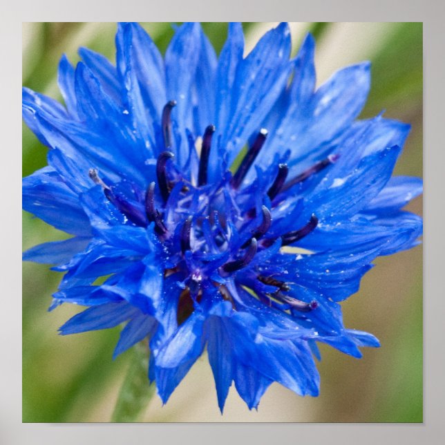 Póster Poster de botón de soltero azul (Frente)