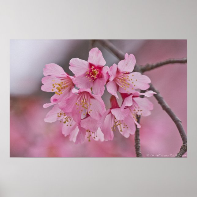 Póster Poster de Bouquet Cherry Blossom Pink Pastel (Frente)