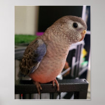Poster de Bourkes Parakeet
