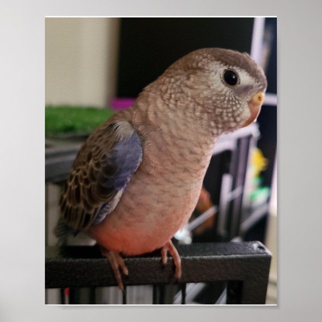 Póster Poster de Bourkes Parakeet (Frente)