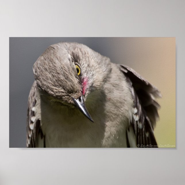 Póster Poster de Bowing Wild Northern Mockingbird (Frente)