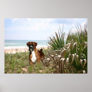 Póster Poster De Boxer Escondido En La Marisma