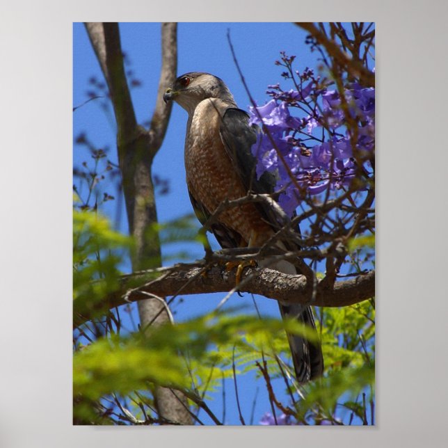 Póster poster de brats parrillados (Frente)