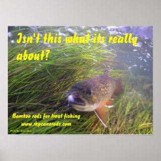 Póster Poster de Brookie