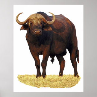 Póster Poster de búfalo de agua africana 32 x 40"