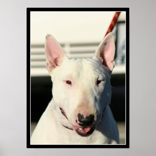 Póster Poster de Bull Terrier (Frente)
