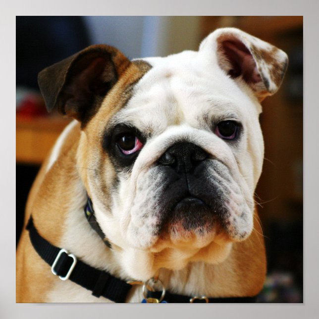 Póster Poster de bulldog (Frente)