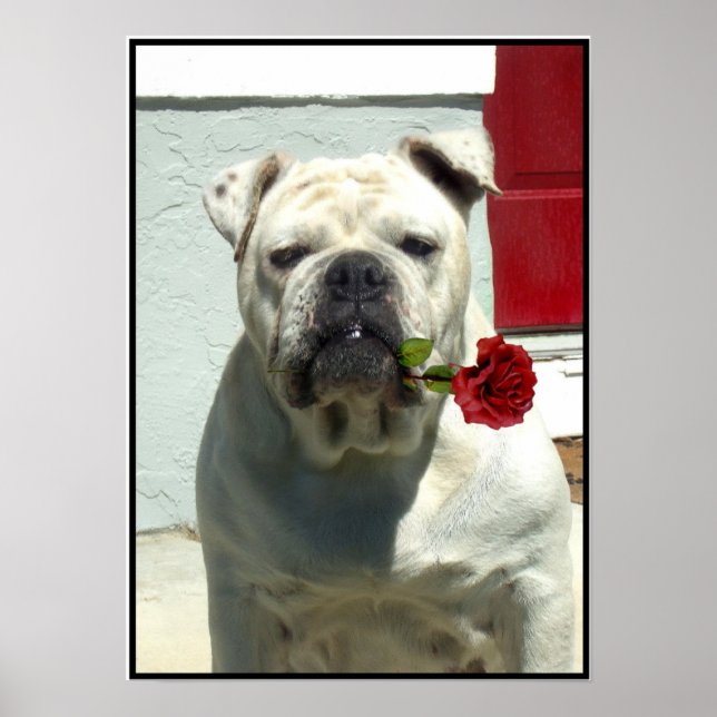 Póster Poster de bulldog blanco (Frente)