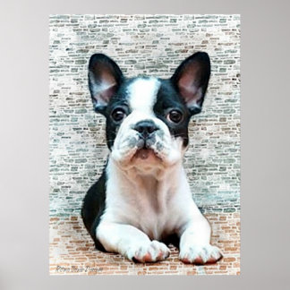 Póster Poster de Bulldog francés