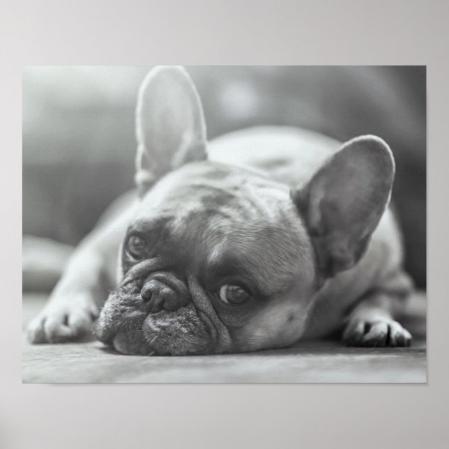 Póster Poster de Bulldog francés (Frente)
