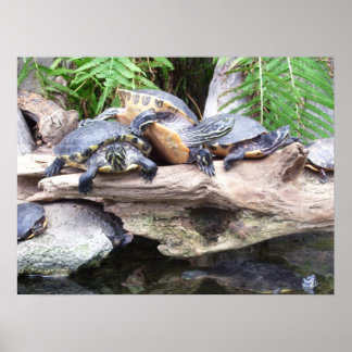 Póster poster de bunchaturtles