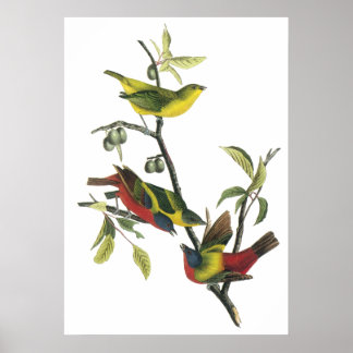 Póster Poster de Bunting con pintura de Audubon