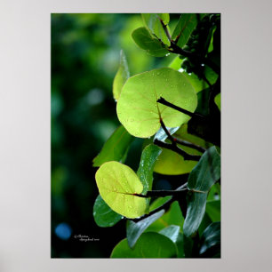 Póster Poster de Bush del árbol de las hojas de la uva