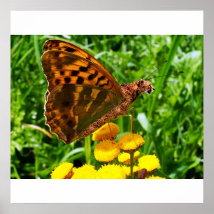 Póster Poster de Buttercheeta