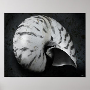 Póster Poster de BW del nautilus