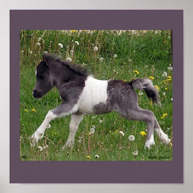 Póster Poster de Caballo Bebé (Frente)