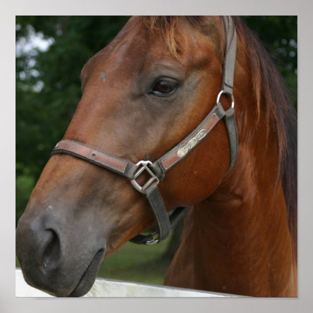 Póster Poster de Caballo de Castaño Dulce (Frente)